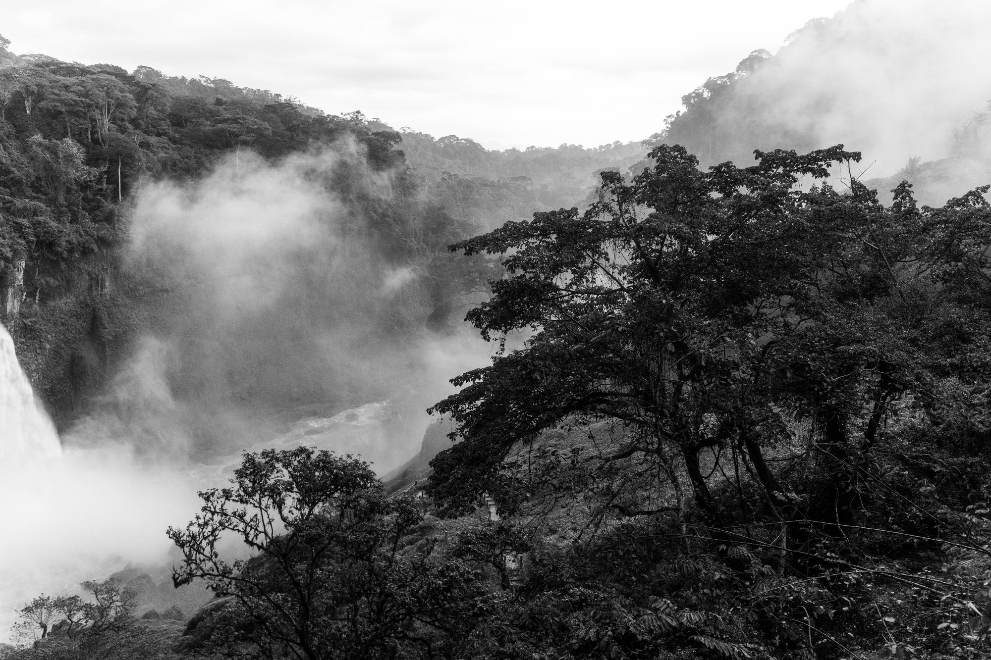 La brume monte sur la forêt, une heure avant la nuit.